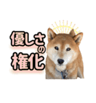 柴犬ごろうの生活2（個別スタンプ：33）