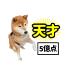 柴犬ごろうの生活2（個別スタンプ：34）