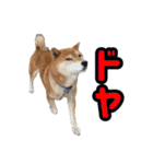 柴犬ごろうの生活2（個別スタンプ：35）