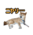 柴犬ごろうの生活2（個別スタンプ：36）