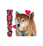 柴犬ごろうの生活2（個別スタンプ：37）