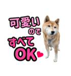 柴犬ごろうの生活2（個別スタンプ：38）