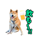 柴犬ごろうの生活2（個別スタンプ：39）