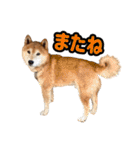 柴犬ごろうの生活2（個別スタンプ：40）