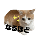 うにもこスタンプ2（個別スタンプ：5）