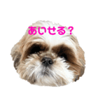 空気食う犬（個別スタンプ：5）