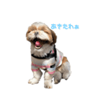 空気食う犬（個別スタンプ：6）