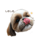 空気食う犬（個別スタンプ：7）