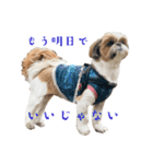 空気食う犬（個別スタンプ：16）