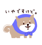 ○SHIBAINUさん○（個別スタンプ：15）