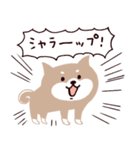 ○SHIBAINUさん○（個別スタンプ：17）