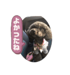 リル 2022 トイプードル（個別スタンプ：1）