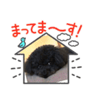 リル 2022 トイプードル（個別スタンプ：12）