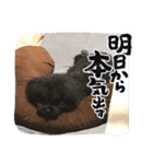 リル 2022 トイプードル（個別スタンプ：14）