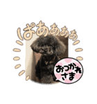 リル 2022 トイプードル（個別スタンプ：15）