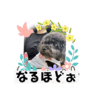 リル 2022 トイプードル（個別スタンプ：22）