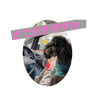 リル 2022 トイプードル（個別スタンプ：25）