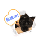 リル 2022 トイプードル（個別スタンプ：28）