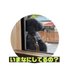 リル 2022 トイプードル（個別スタンプ：34）