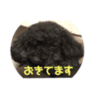 リル 2022 トイプードル（個別スタンプ：40）