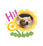 ココちんboy（個別スタンプ：1）