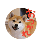 柴犬もみじっぽい3（個別スタンプ：1）