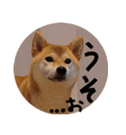 柴犬もみじっぽい3（個別スタンプ：2）