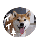 柴犬もみじっぽい3（個別スタンプ：5）