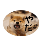 柴犬もみじっぽい3（個別スタンプ：6）