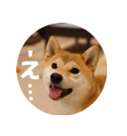 柴犬もみじっぽい3（個別スタンプ：7）