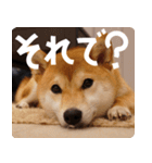 柴犬もみじっぽい3（個別スタンプ：11）