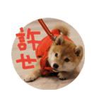 柴犬もみじっぽい3（個別スタンプ：13）