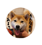 柴犬もみじっぽい3（個別スタンプ：15）