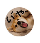 柴犬もみじっぽい3（個別スタンプ：20）