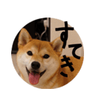 柴犬もみじっぽい3（個別スタンプ：23）