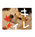 柴犬もみじっぽい3（個別スタンプ：24）