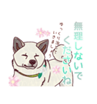 のんびり秋田犬の柚月さん。（個別スタンプ：7）