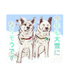 のんびり秋田犬の柚月さん。（個別スタンプ：36）