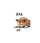 柴犬日常韓国語40P（個別スタンプ：18）