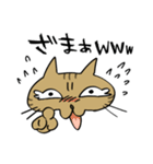 腹巻きしてる猫（個別スタンプ：13）