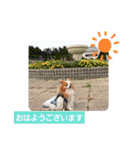 ぱぴぱぴパピヨン100（個別スタンプ：2）