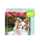 ぱぴぱぴパピヨン100（個別スタンプ：5）