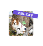 ぱぴぱぴパピヨン100（個別スタンプ：13）