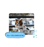 ぱぴぱぴパピヨン100（個別スタンプ：14）