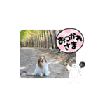 ぱぴぱぴパピヨン100（個別スタンプ：16）