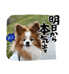 ぱぴぱぴパピヨン100（個別スタンプ：18）
