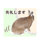 うさぎのやまとさん【敬語ver】(修正版)（個別スタンプ：32）