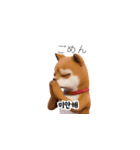 柴犬日常韓国語 40P（個別スタンプ：15）