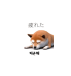 柴犬日常韓国語 40P（個別スタンプ：17）