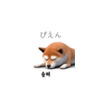 柴犬日常韓国語 40P（個別スタンプ：18）